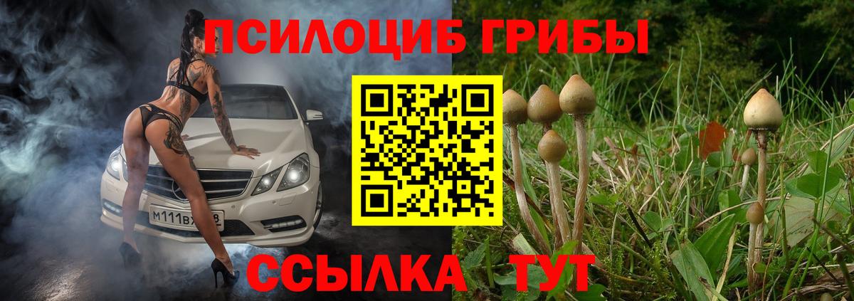 Саки  Псилоцибиновые грибы Psilocybe  хочу наркоту  Псилоцибиновые грибы Psilocybe  Вход с VPN 